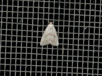 Broken-Line Hypenodes Moth